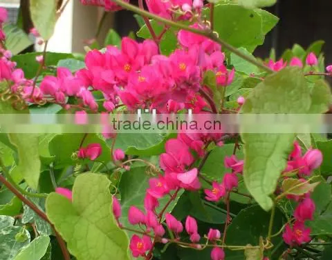 Antigonon Leptopus Plants