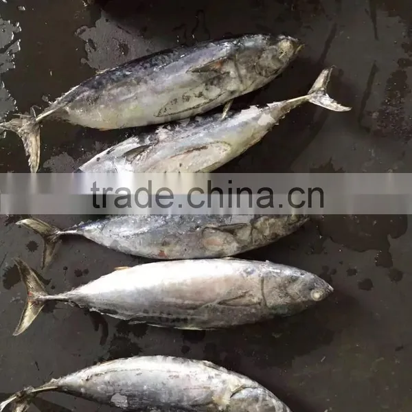 2016 High Quality 400-700g of Frozen Whole Round Bonito for Sale photo-4