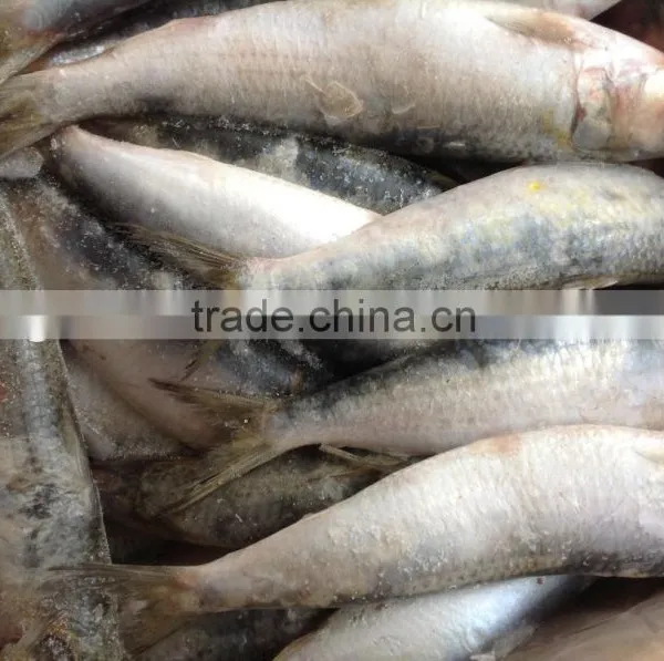 Frozen Food WR Sardine Fish 8-10pcs/kg for Canning photo-3