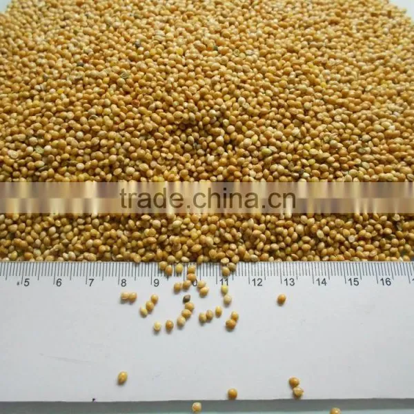 Yellow Millet, Millet, Millet for Feeding, Bird Seeds