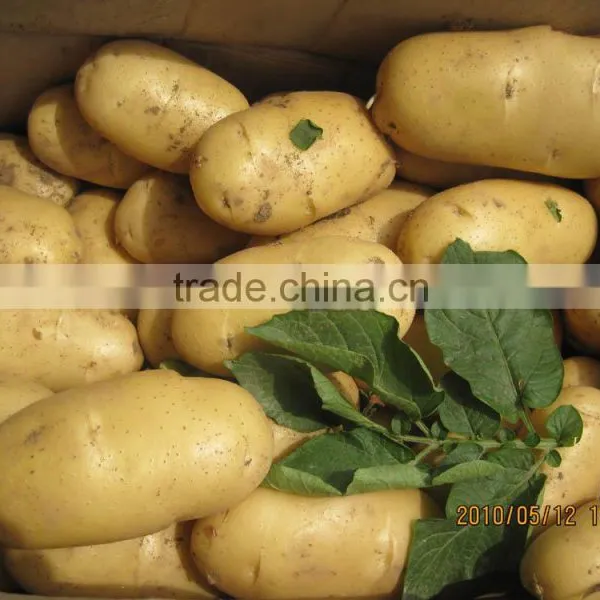 New Crop Fresh Potato photo-6