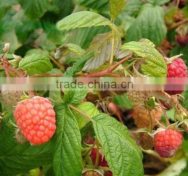 Raspberry Tree Seedling photo-4