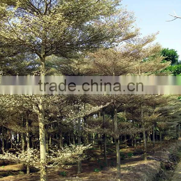Terminalia Mantaly Tricolor Tree, Outdoor Plant, Variegated Madagascar Almond photo-2