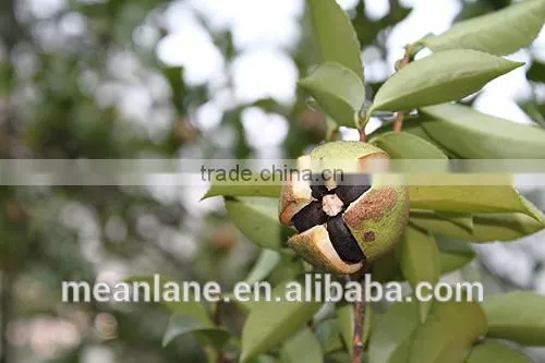 no Fertilizer & no Pesticide Camellia Oil Seed/tea Seed USDA NOP Organic Certificate photo-5