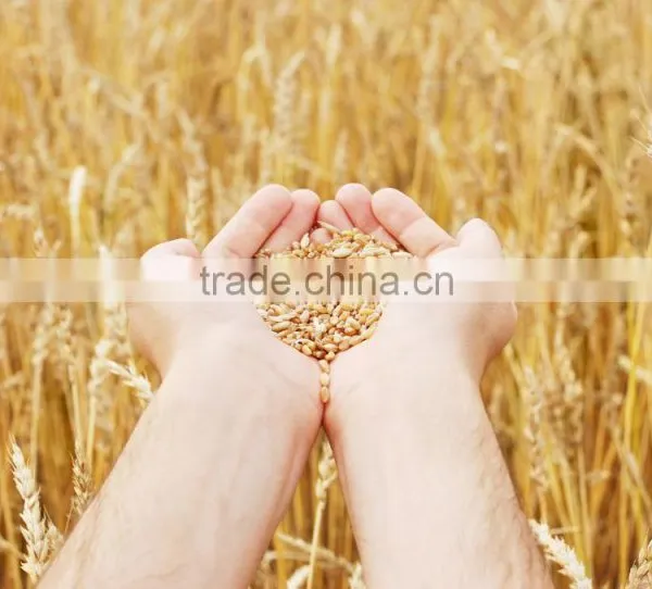 Chinese Biggest Supplier Agrolink Humate 70ha+15fa+14k2o Folibor Boron Fertilizers photo-3