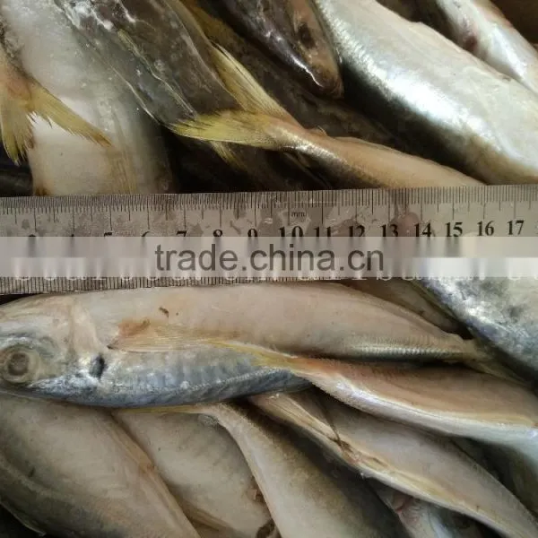 China Frozen Horse Mackerel Fish Yellow Tail Fishing Trawlers photo-3