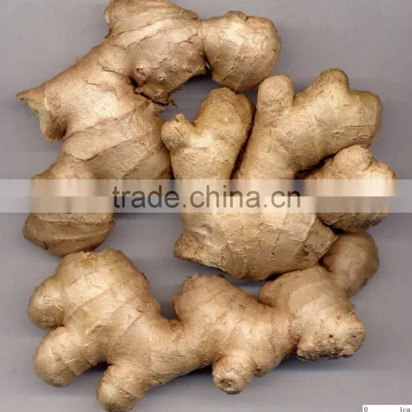 Young Ginger From China