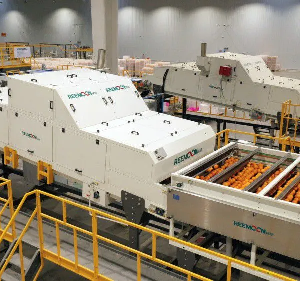 REEMOON Orange Intelligent Sorting and Grading Solution, Oranges Sorter Machine, Grading Equipment photo-5