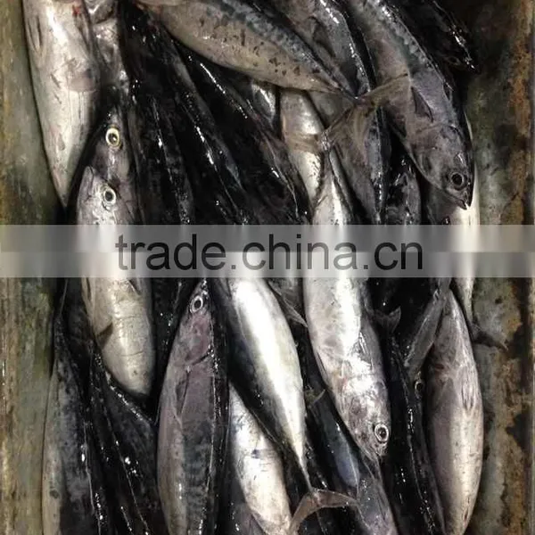 Sea Frozen Bonito Fish photo-6