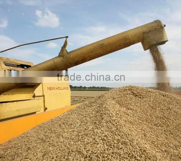 Hot Beer Barley in Summer,origin Australia photo-4