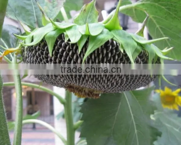 Chinese Sunflower Seed Kernel 5009/0409/3638/363 Fengkui Type photo-2