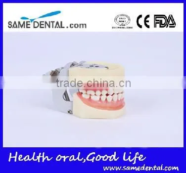 Detachable Dentition Model for School Education Dental Model photo-2