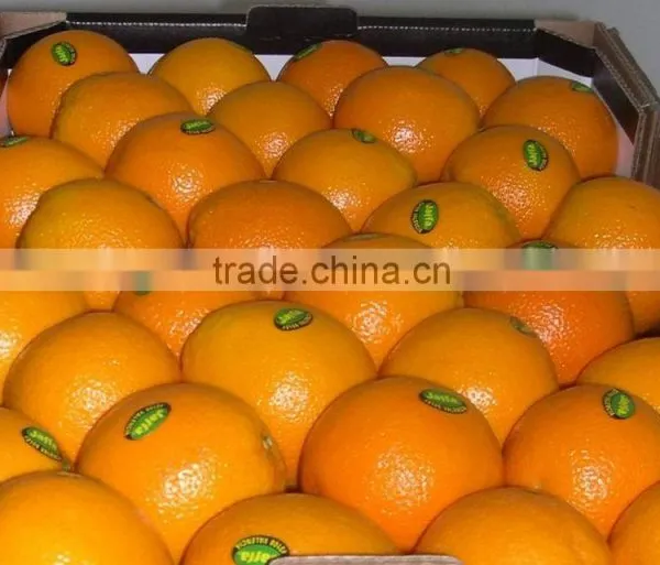 Fresh Valencia Orange photo-2