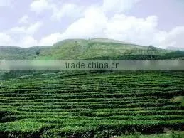Best Quality Competitive Price M1 Green Tea With Pure Flavor From Viet Nam Manufacturer photo-6