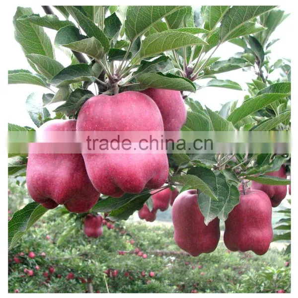 2016 New Crop New Season Huaniu Apple Fresh Apple China Gansu Tianshui Huaniu Apple