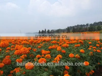Marigold Oleoresin, Lutein, Marigold Extract
