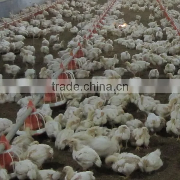 Automatic Breeder Farm Equipment photo-2