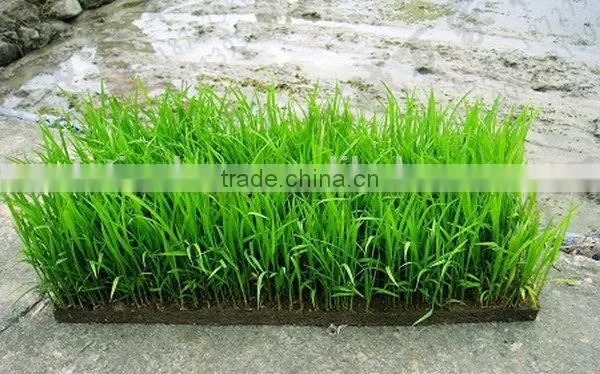 Latest Fashion Best Choice Rice Seedling Tray photo-2