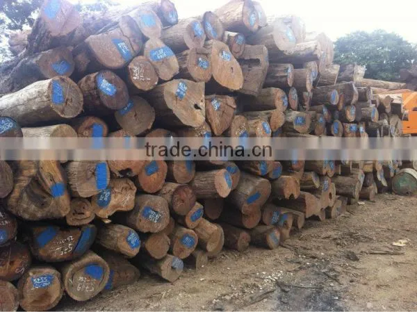 PTEROCARPUS SP LOGS ( HUONG TIA LOGS ) FROM LAOS