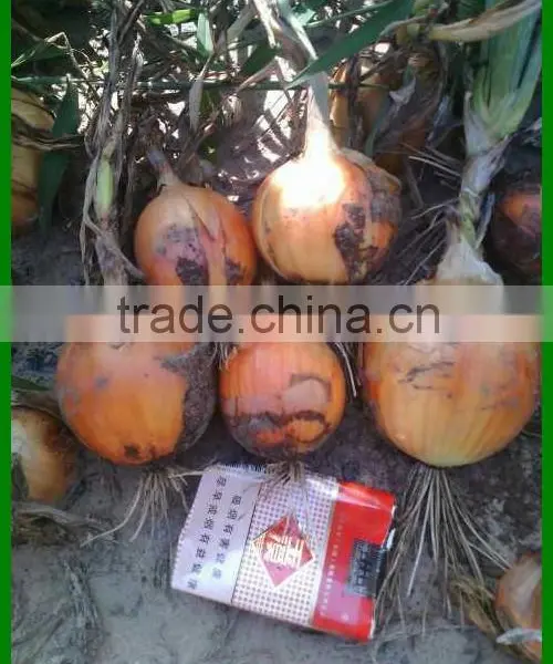Wholesale Yellow Onion Packing In Mesh Bag At A Competitive Market Price photo-2