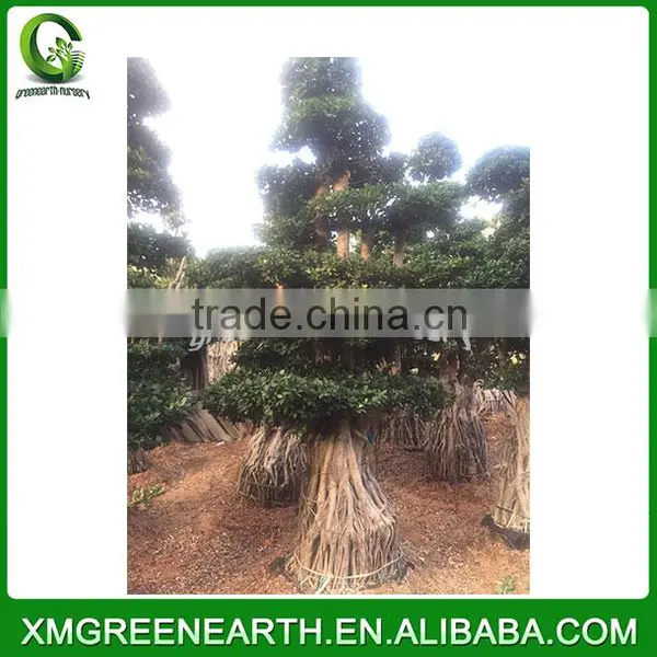 Ficus Microcarpa Multiroots 2.5m photo-2