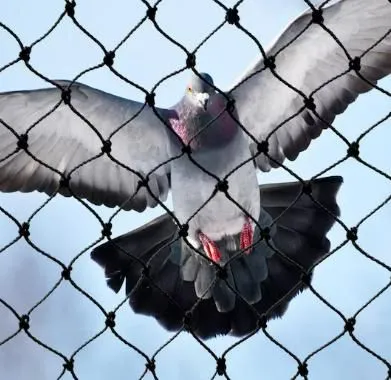 Anti Bird Net 38mm Poultry Game Pheasant 1.5