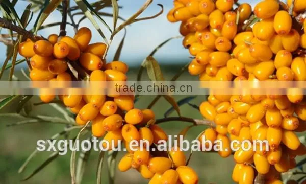 100% Nature Organic Seabuckthorn Seed Oil photo-4