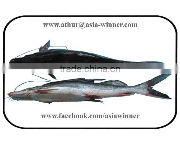 Fresh Water Fish