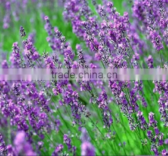 Natural Rosemary Extract 30% Carnosic Acid/Rosemary Extract Powder/Rosemary Powder photo-5