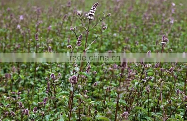 Peppermint Oil