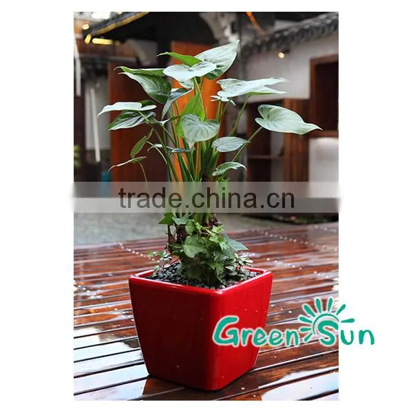 Bulk Sale Plastic Flower Pot Plastic Garden Pot photo-3