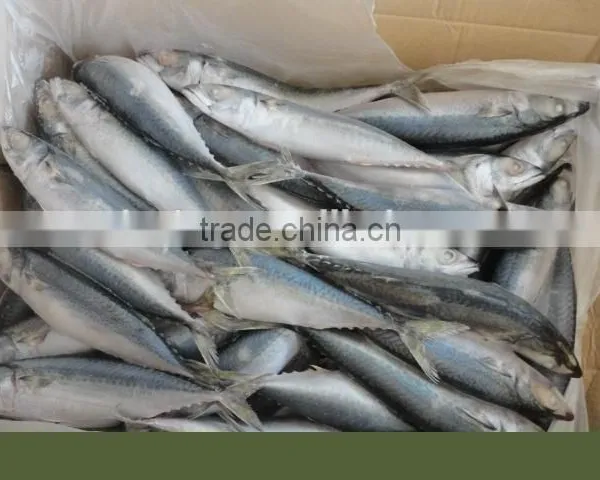 Frozen Pacific Mackerel Fish New Good Quality photo-6