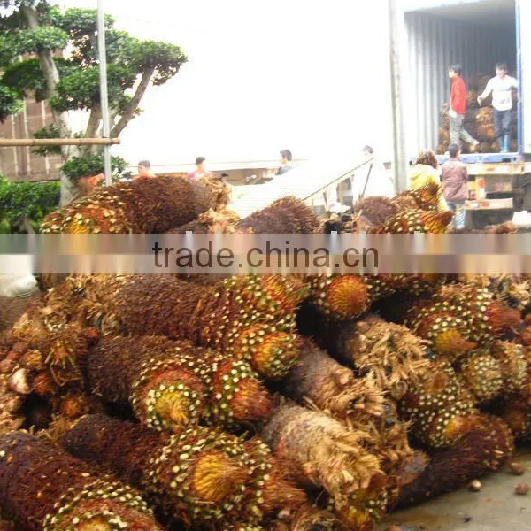 Cycas Revoluta
