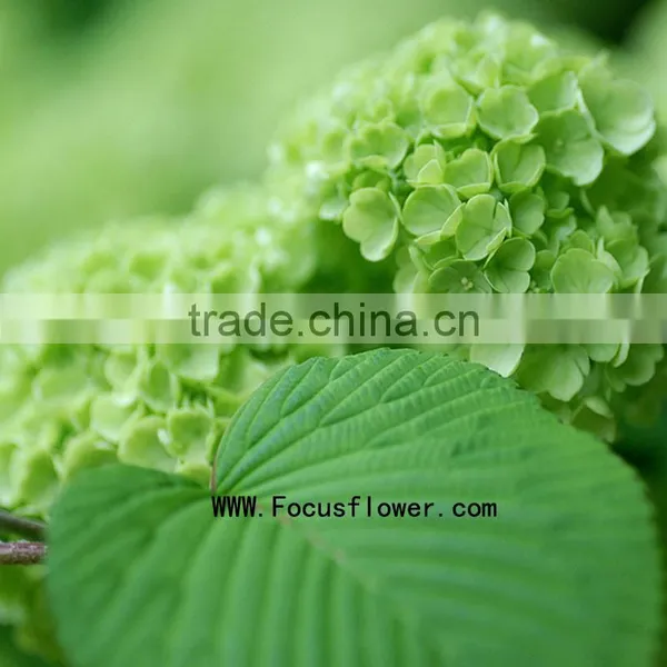 High Quality Valentine Festive Dubai Fresh Flower Importers Names of Flowers Used for Decoration Artificial Hydrangea photo-4