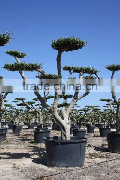 Olea Europaea "Pompon" Young Skin Trunk Large photo-2