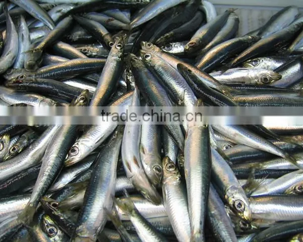 WR Frozn Atlantic Herring photo-5