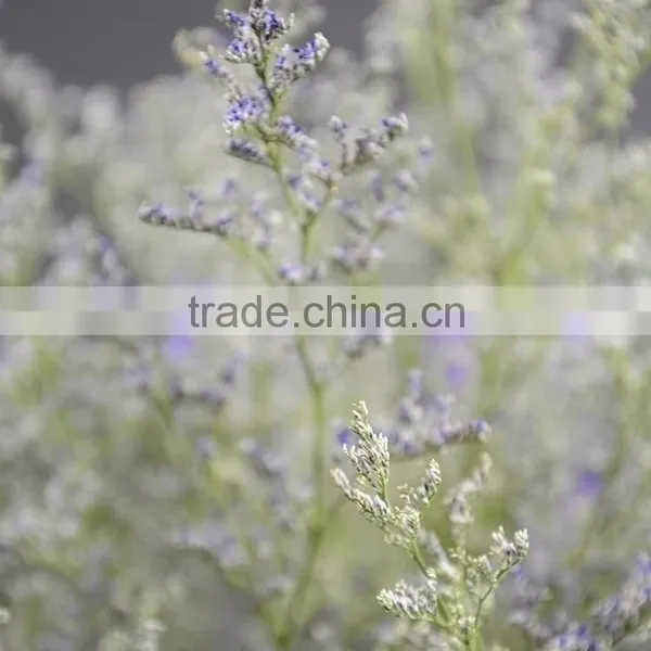 Beautiful Classical Limonium Flower photo-2
