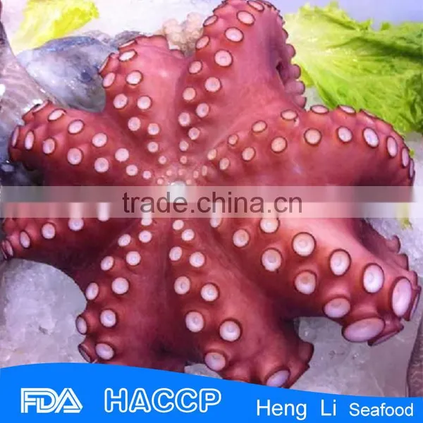 Fishing Octopus for Sale photo-6