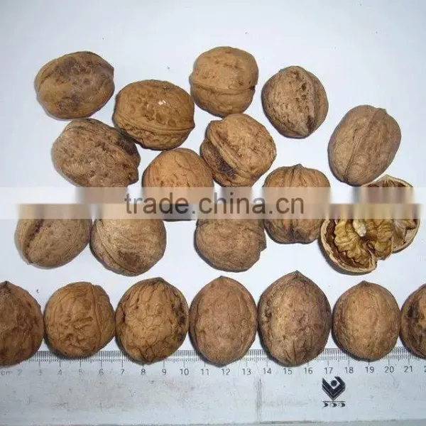 Supply Walnut Kernel, Walnut in Shell With High Quality photo-2