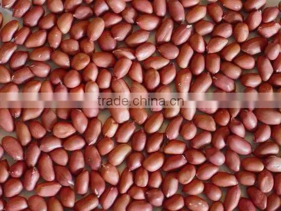 Best Price Bold Peanut Certified Supplier From India photo-2