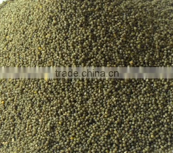 GREEN MILLET IN HUSK FOR BIRD FEEDS photo-3