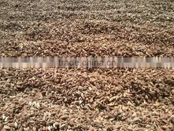 Black Cardamom photo-3