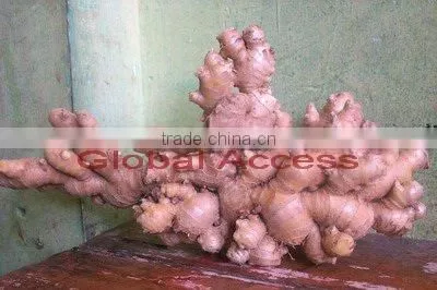 Fresh Ginger