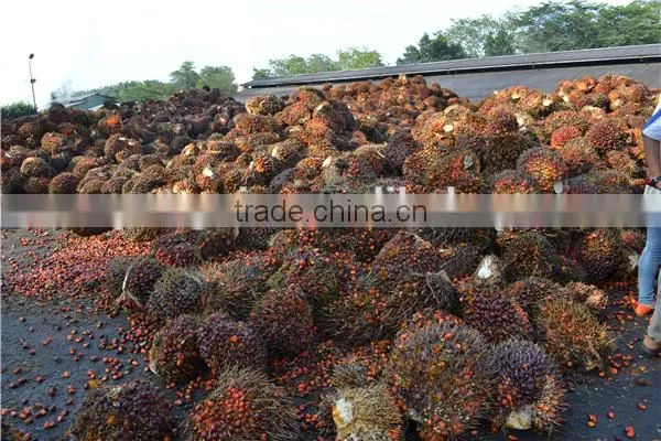 40-80TPH Palm Oil Mill/Palm Oil Mill Machinery In Malaysia And Indonesia