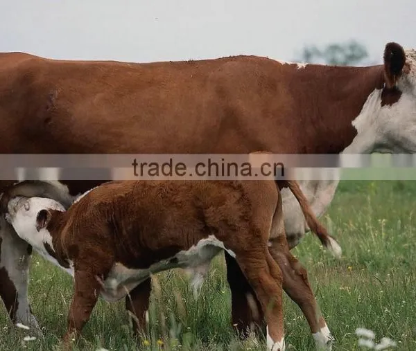 Choline Chloride Powder 60% for Animal Feed photo-2
