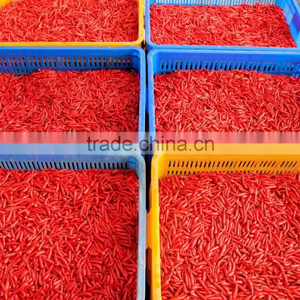 Fresh Hot Red Chili Exporting Vietnam photo-2