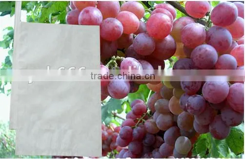 Grape Growing Paper Bag for Agriculture photo-2