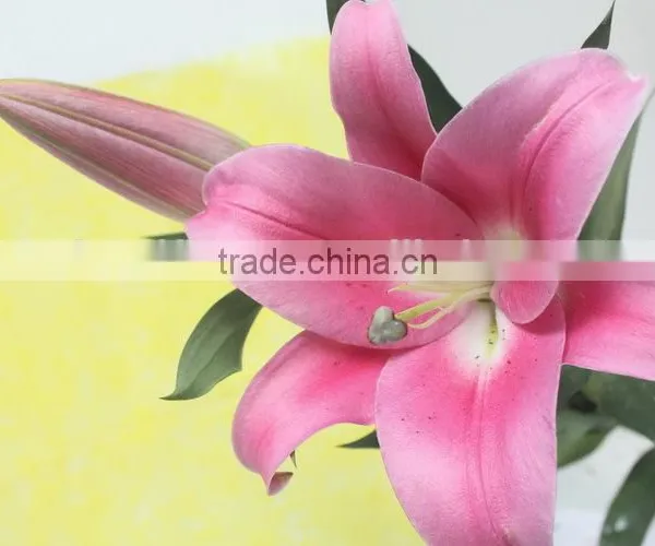 Reasonable Price New Coming Lily Flower From Kunming photo-4