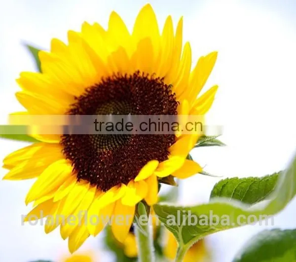 Hot Sale New Product China Fresh Lily Flower for Women's Day photo-2
