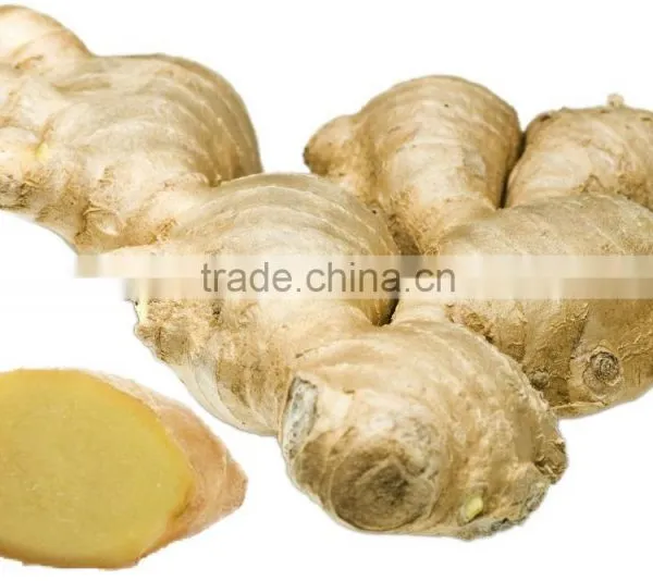 Chinese Fresh Ginger for sale